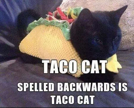 taco cat.jpg